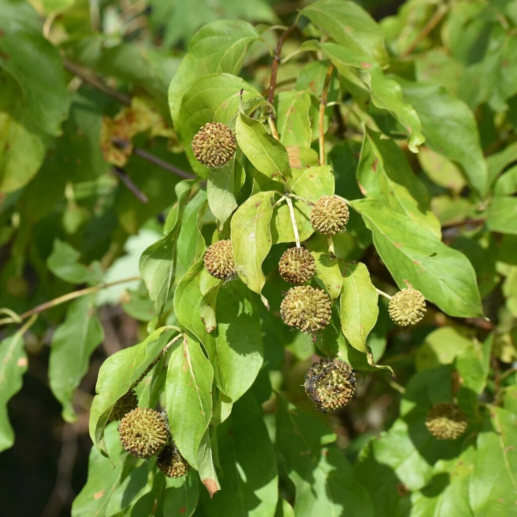 Buttonbush Seeds Cephalanthus occidentalis shipping heirloom non-gmo seeds