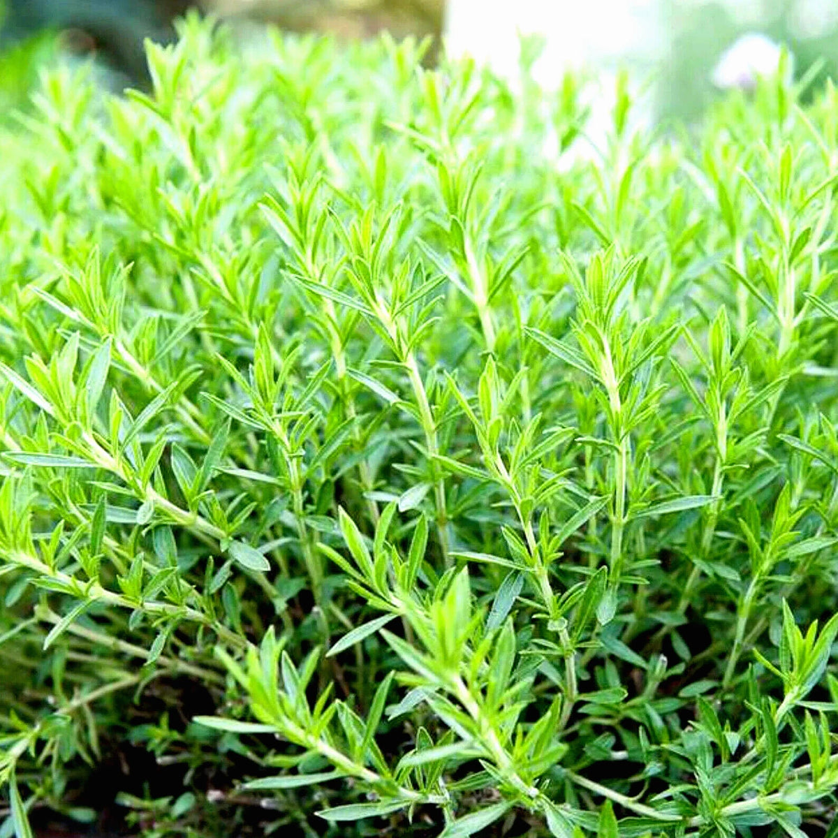 TARRAGON SEEDS SPRING PERENNIAL HERB FLOWER GARDEN ANISE heirloom non-GMO seeds