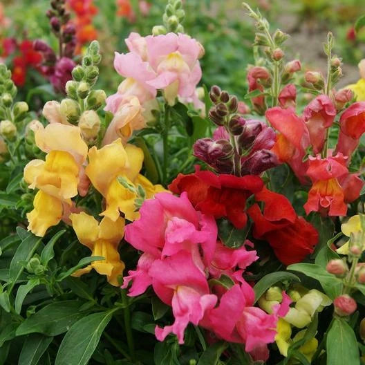 Snapdragon MAGIC CARPET MIX MultiColored Blooms Butterflies Seeds heirloom non-gmo seeds
