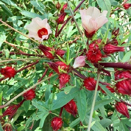 Roselle Seeds Asian Sour Leaf Hibiscus sabdariffa Florida Cranberry Sorrell Seeds – Heirloom, Non-GMO, High Germination Organic Garden Seeds