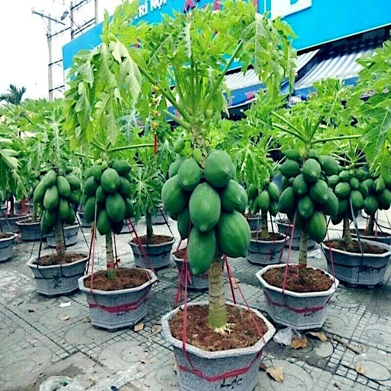 DWARF SOLO WAIMANALO TREE SEEDS Carica Papaya Fruit Houseplant – Heirloom, Non-GMO, High Germination Organic Garden Seeds