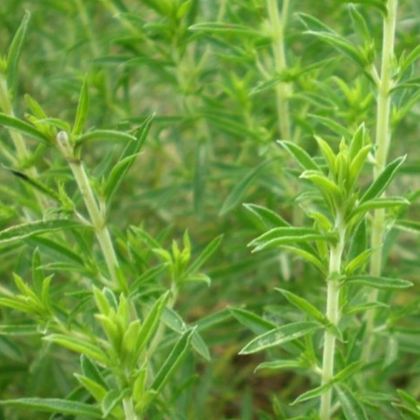 Savory Seeds Winter heirloom non-gmo seeds