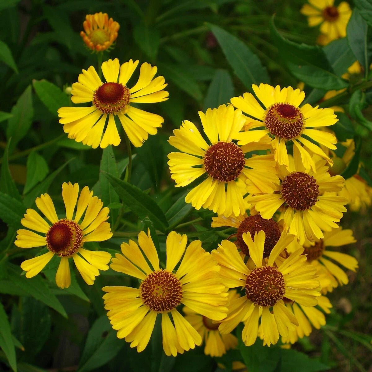 Autumn Sneezeweed Wildflower Seeds - Everwilde Farms Mylar Seed – Heirloom, Non-GMO, High Germination Organic Garden Seeds