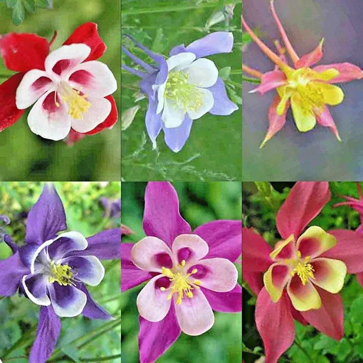 COLUMBINE Mix Seeds Perennial Native Wildflower Shade Garden Container Easy Various Wildflower Species heirloom non-gmo seeds
