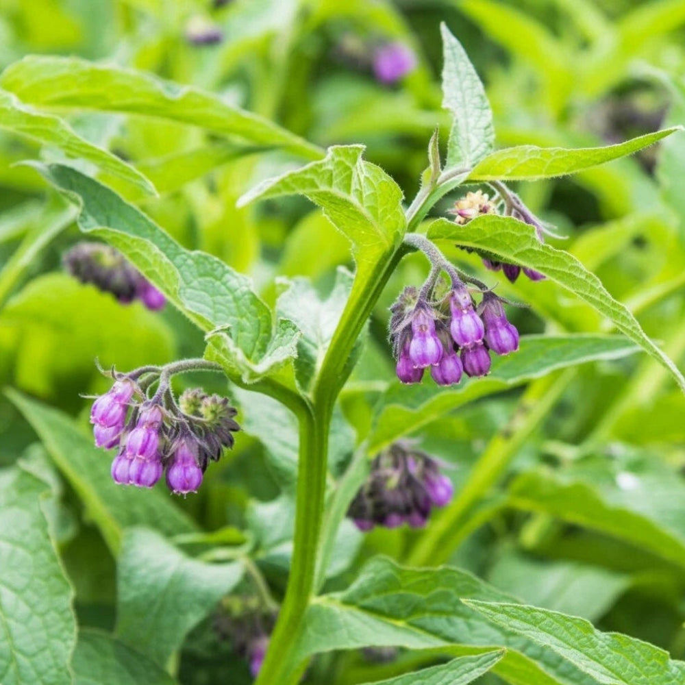 Comfrey - Seeds - Medicinal Herb - GMO Symphytum Officinale – Heirloom, Non-GMO, High Germination Organic Garden Seeds