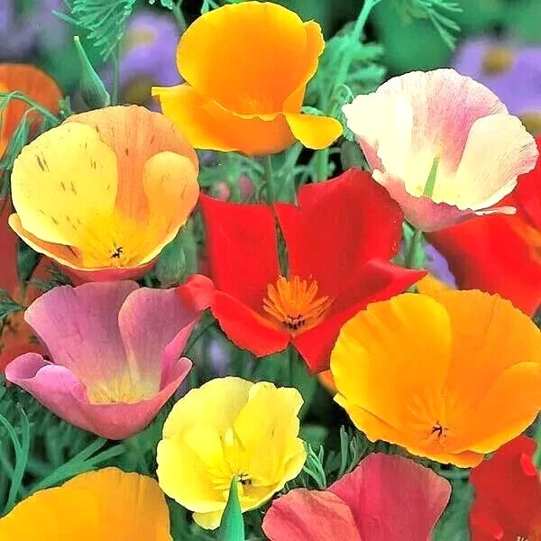 CALIFORNIA POPPY SPRING MIX SEEDS DEER RESISTANT WILDFLOWERS HUMMINGBIRDS Various Wildflower Species heirloom non-gmo seeds