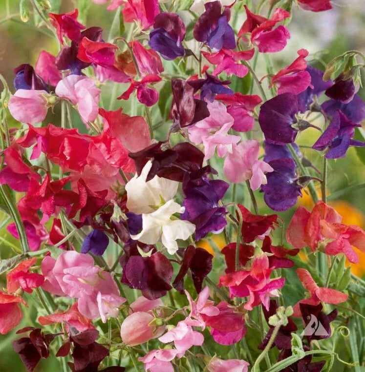 COLORFUL CLIMBERS Mix Morning Glory Sweet Pea Nasturtium Vines Seeds – Heirloom, Non-GMO, High Germination Organic Garden Seeds