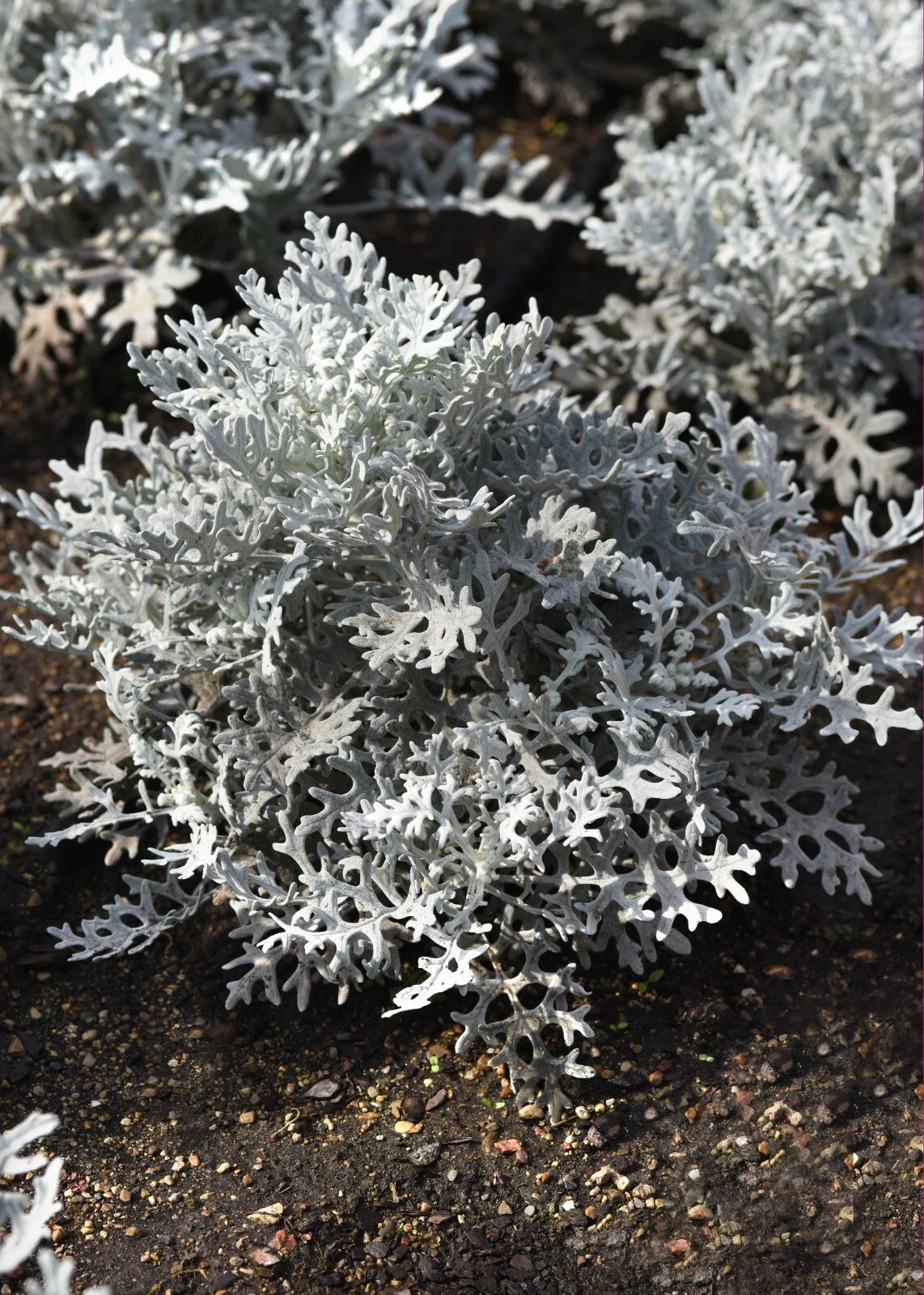 Dusty Miller Silverdust Seeds - Seeds Per – Heirloom, Non-GMO, High Germination Organic Garden Seeds