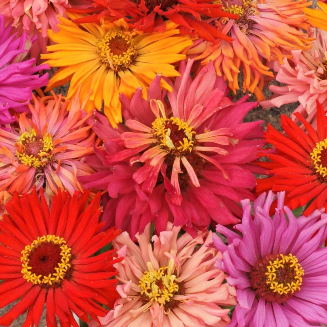 Cactus Mix Zinnia Seeds Giant Cut Come Again Rainbow Dahlia Flower Seed Zinnia elegans heirloom non-gmo seeds