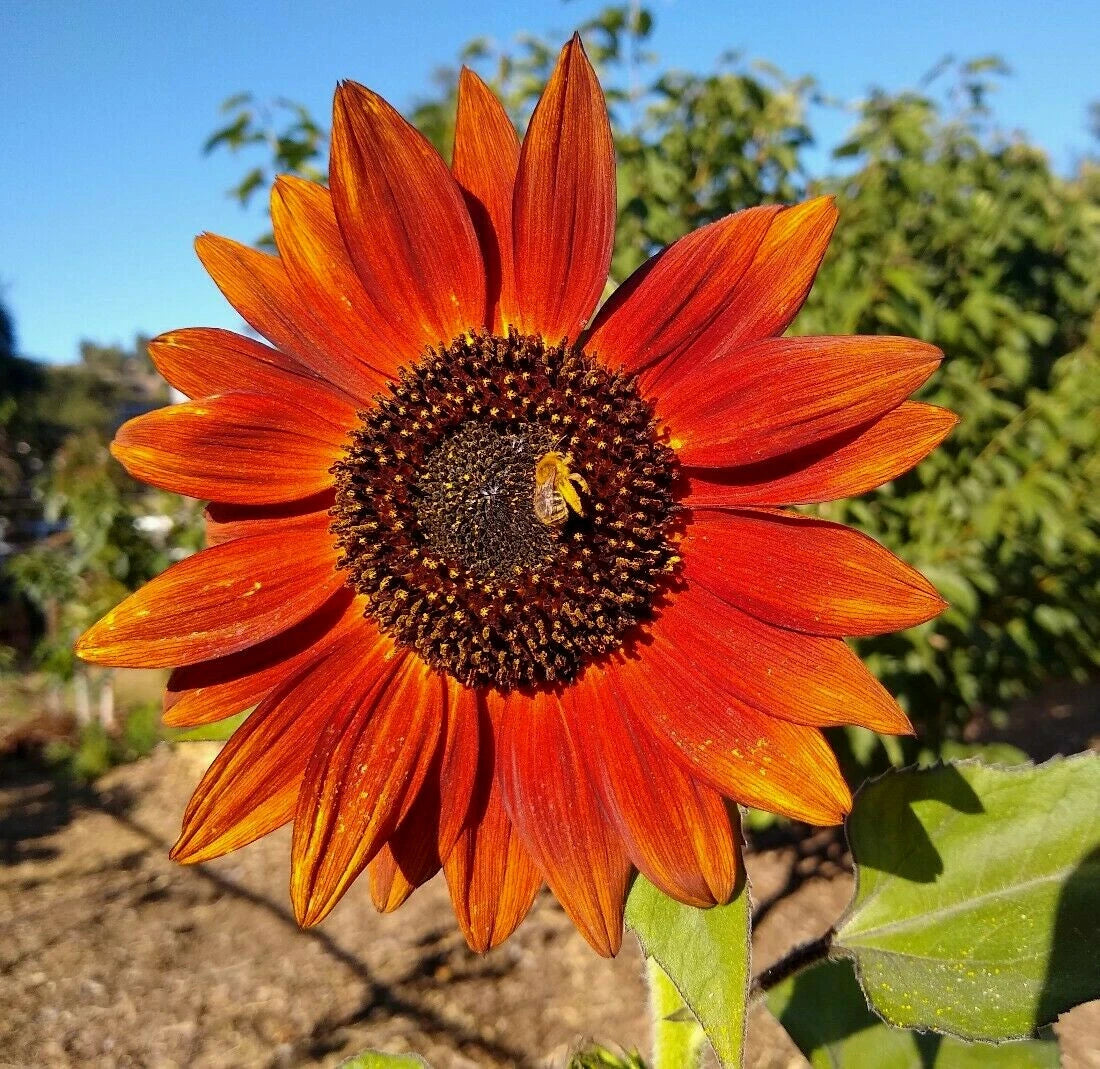 Velvet Queen SunFlower Seeds Easily Grows EveryWhere SHIPPING – Heirloom, Non-GMO, High Germination Organic Garden Seeds