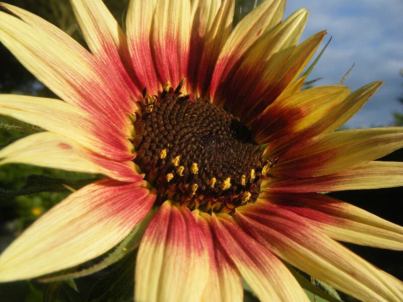 Sunflower Seeds Indian Blanket Wildflower Annual SELLER SHIPPING – Heirloom, Non-GMO, High Germination Organic Garden Seeds