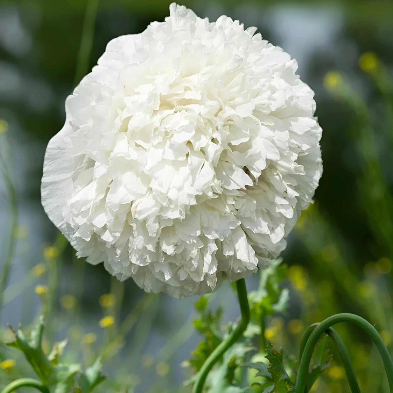 Snowball Peony Poppy Seeds P Somniferum - Fluffy White Blooms – Heirloom, Non-GMO, High Germination Organic Garden Seeds