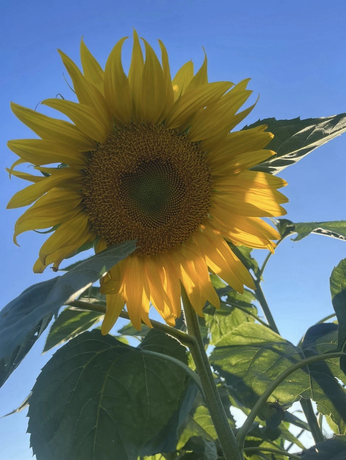 Mammoth Sunflower Seeds MASSIVE FLOWERS Local No Spray Family Farm SHIPPING Helianthus annuus heirloom non-gmo seeds