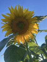 Mammoth Sunflower Seeds MASSIVE FLOWERS Local No Spray Family Farm SHIPPING Helianthus annuus heirloom non-gmo seeds