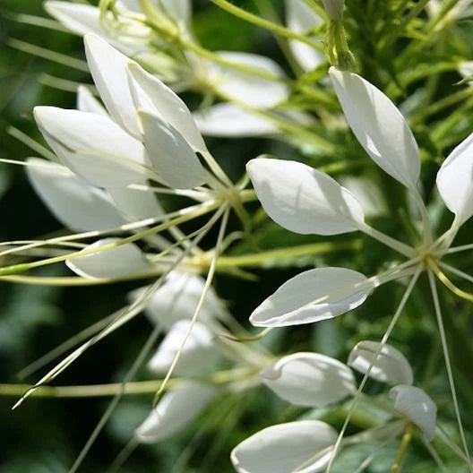 Cleome WHITE QUEEN Spider Plant FALL PLANTING Pollinators Seeds – Heirloom, Non-GMO, High Germination Organic Garden Seeds