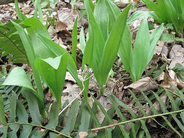 Allium tricoccum Ramps Seeds – Heirloom, Non-GMO, High Germination Organic Garden Seeds