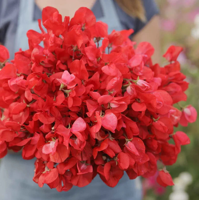 Sweet Pea ROYAL SCARLET Fragrant Climbing Vine Red Flowers Seeds heirloom non-GMO seeds