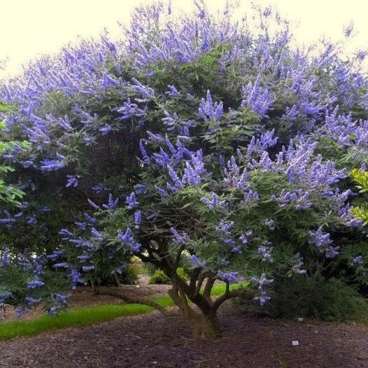 Vitex Agnus-Castus Tree Chaste Tree seeds – Heirloom, Non-GMO – Dharaseeds