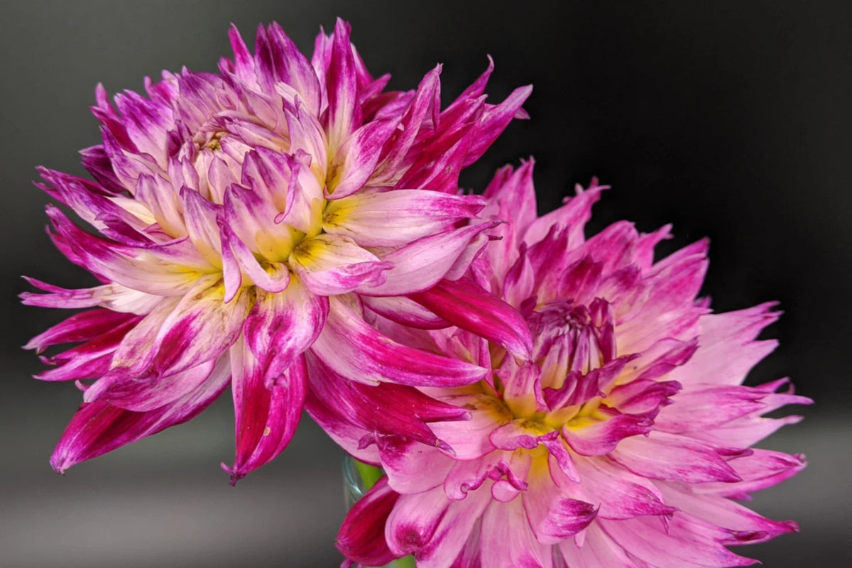 Enchantress Dahlia Perennial Seeds D042 heirloom non-gmo seeds
