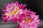 Enchantress Dahlia Perennial Seeds D042 heirloom non-gmo seeds