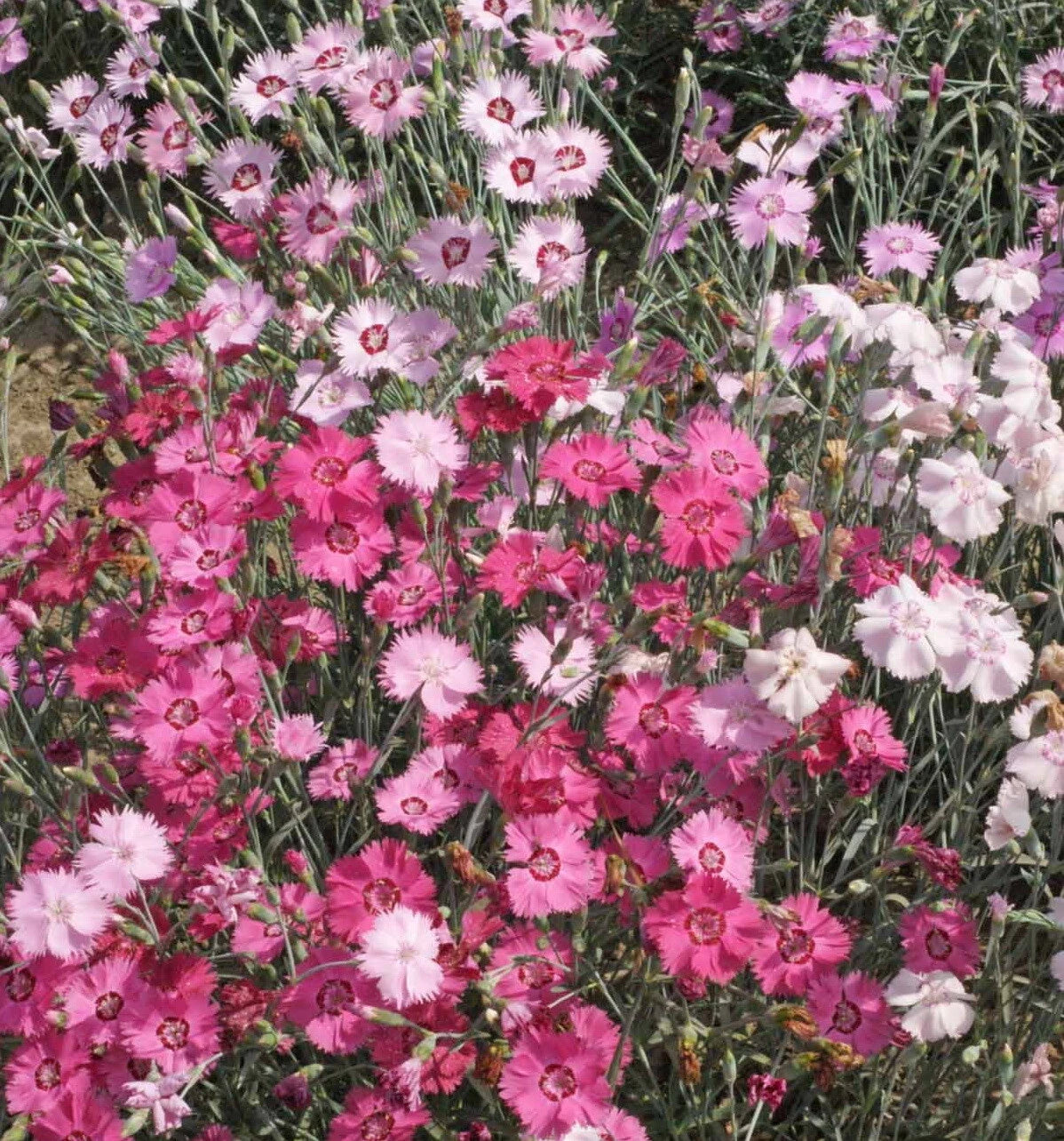 Dianthus Cottage Pinks Mixed Flower Seeds Dianthus plumarius – Heirloom, Non-GMO, High Germination Organic Garden Seeds
