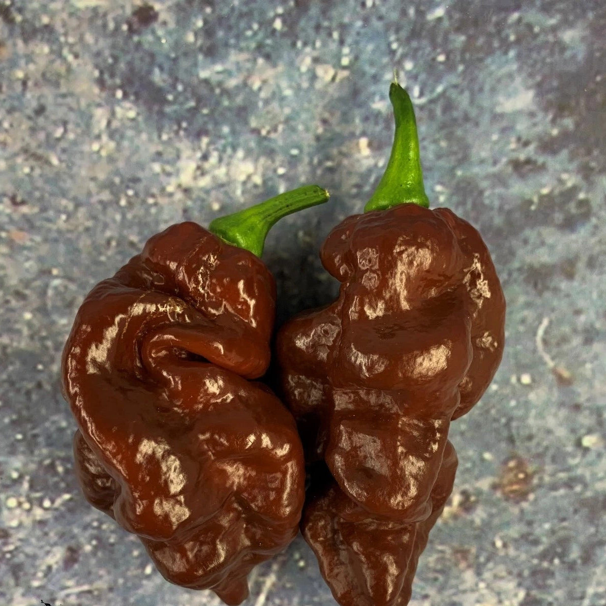 Sherwood s Chocolate Carboruga Hot Pepper Seeds heirloom non-gmo seeds