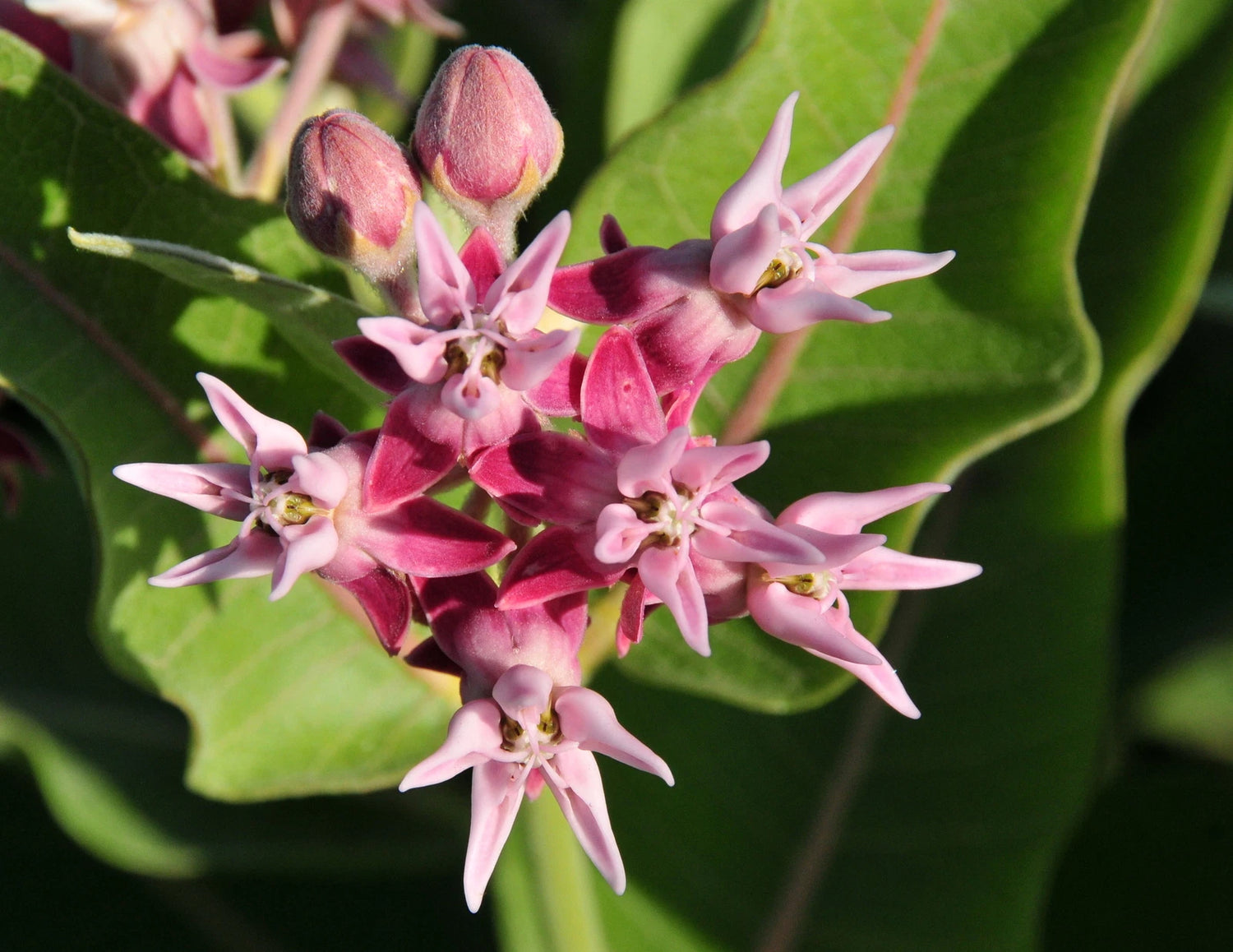 ASCLEPIAS SPECIOSA Seeds Showy Milkweed shipping – Heirloom, Non-GMO, High Germination Organic Garden Seeds