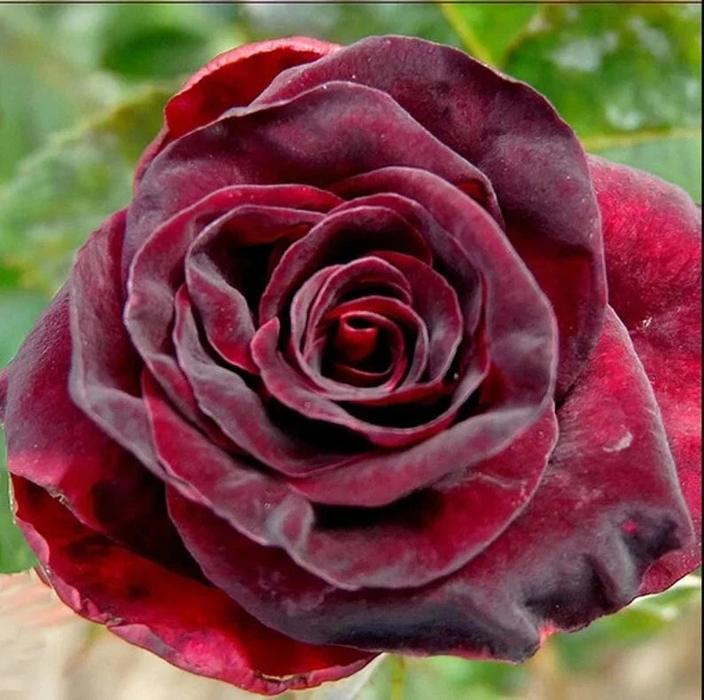 Black Bacara Rose Bush or Seeds Rare- Shipping- Seller – Heirloom, Non-GMO, High Germination Organic Garden Seeds