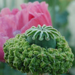 Hens and Chicks Papavaer somniferum Poppy Seeds Poppies For Planting Papaver sp. heirloom non-gmo seeds