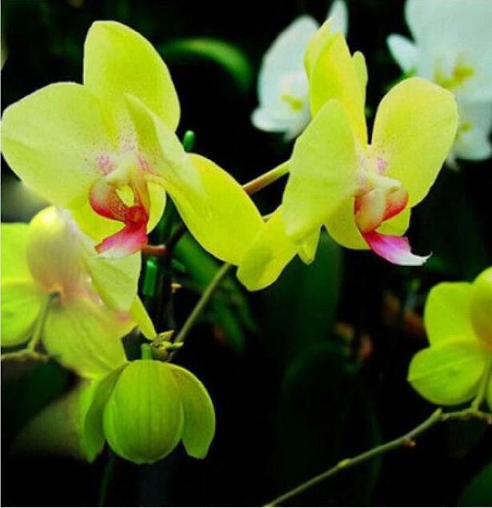 for Green ORCHID rare flower bloom garden exotic house plant Seller heirloom non-GMO seeds