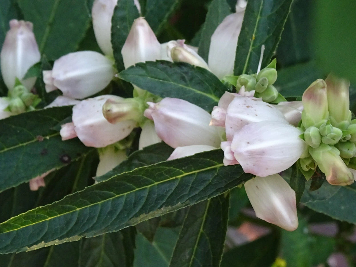 CHELONE GLABRA WHITE TURTLEHEAD FLOWER SEEDS NATIVE Perennial FRESH Seeds – Heirloom, Non-GMO, High Germination Organic Garden Seeds