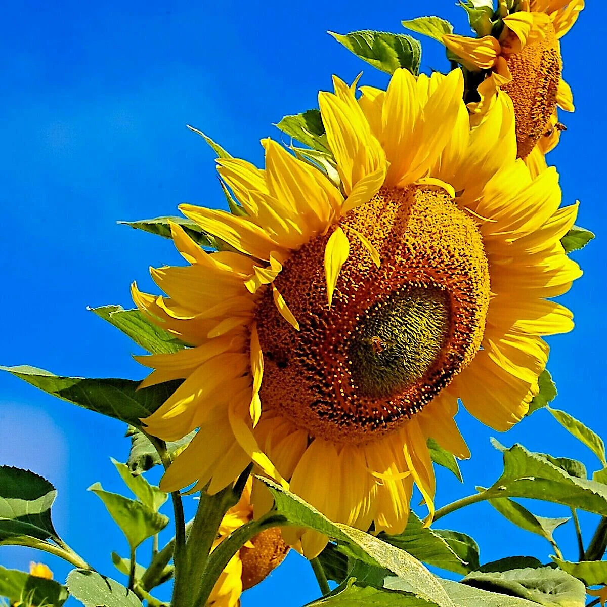 GIANT MAMMOTH RUSSIAN GREY STRIPE SUNFLOWER SEEDS Hardy FLOWERS Helianthus annuus heirloom non-GMO seeds