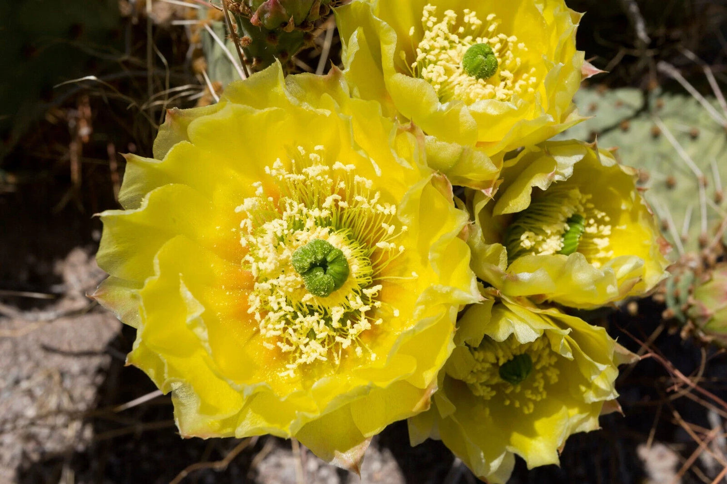 Texas Red Prickly Pear Cactus Seeds Opuntia engelmannii var lindheimeri – Heirloom, Non-GMO, High Germination Organic Garden Seeds