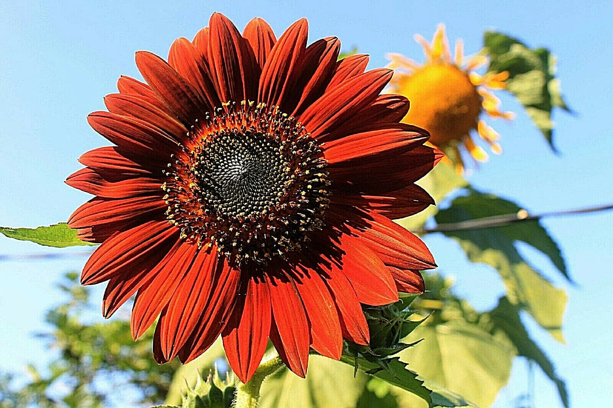 VELVET QUEEN TALL Sunflower Seeds Red & Orange Flower Helianthus annuus heirloom non-gmo seeds
