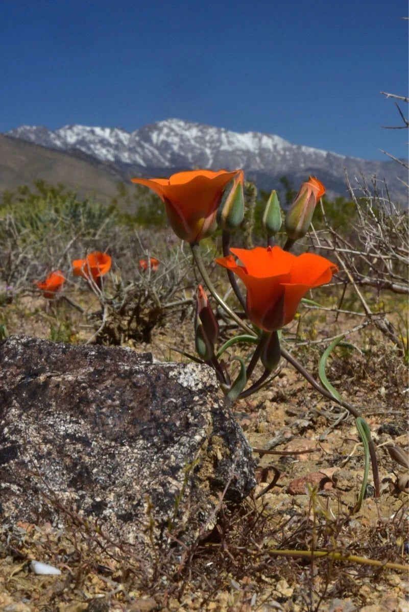 Calochortus kennedyi Desert Mariposa Lily seeds heirloom non-GMO seeds