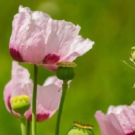 Turkish Poppy Seeds For Planting Papavr Somnferum Seeds – Heirloom, Non-GMO, High Germination Organic Garden Seeds