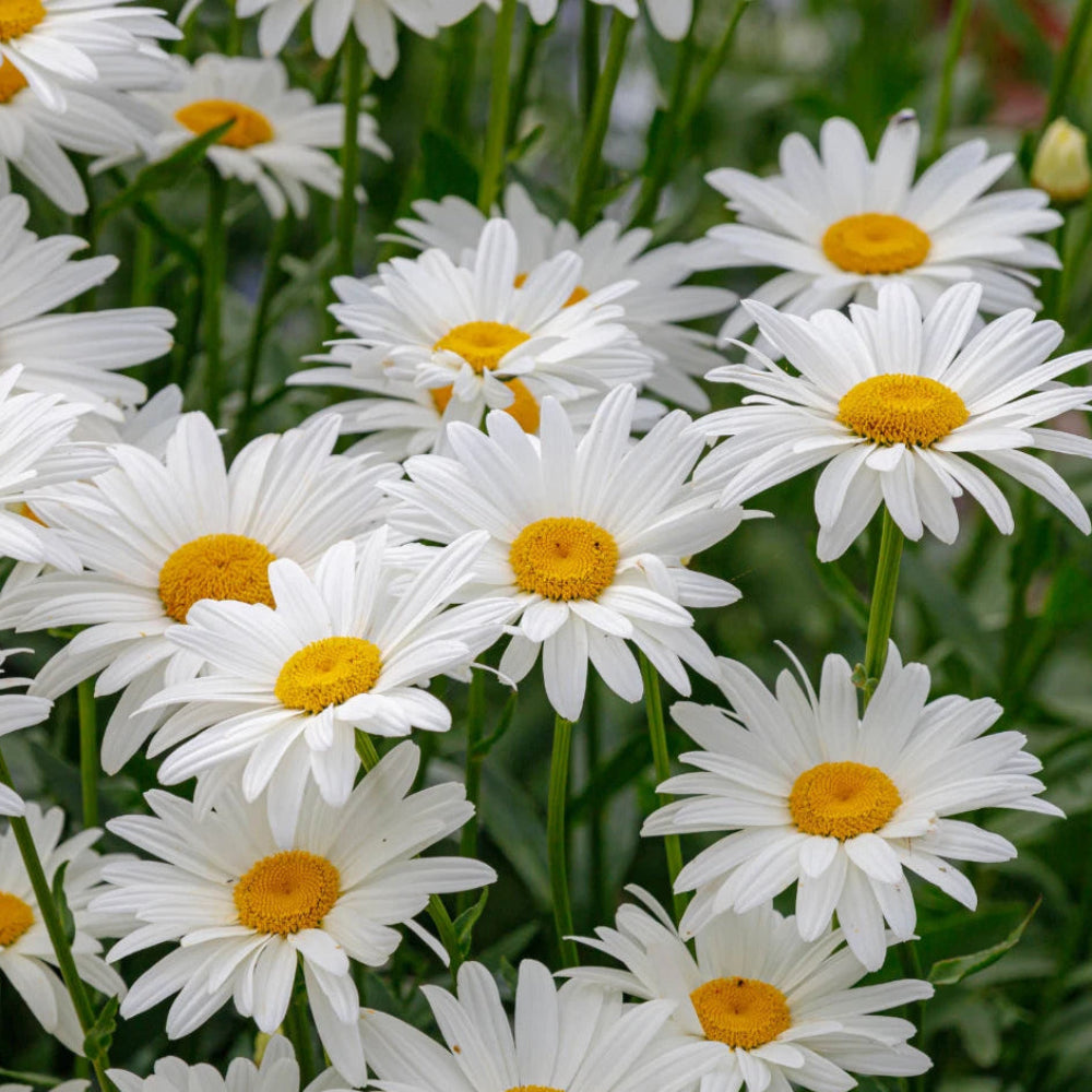 Alaska Shasta Daisy Seeds – Heirloom, Non-GMO, High Germination Organic Garden Seeds