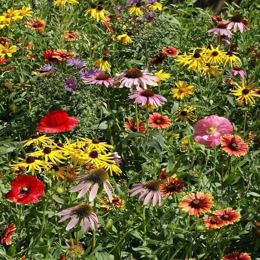 Midwestern Wildflower Seeds Mix Species Flowers Garden or Meadow ...