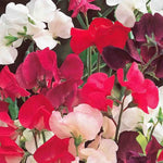 Sweet Pea Knee High Mix Ct Flower Annual SHIPPING MIXED COLORS heirloom non-GMO seeds