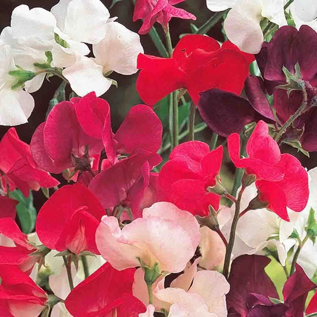 Sweet Pea Knee High Mix Ct Flower Annual SHIPPING MIXED COLORS heirloom non-GMO seeds