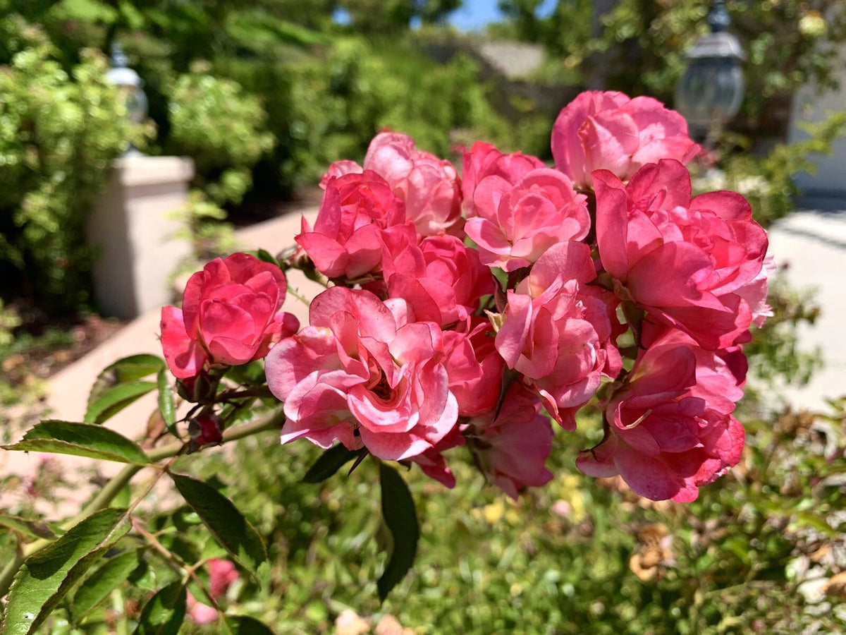 Rare Pink White Drift Rose Groundcover - Seeds heirloom non-gmo seeds