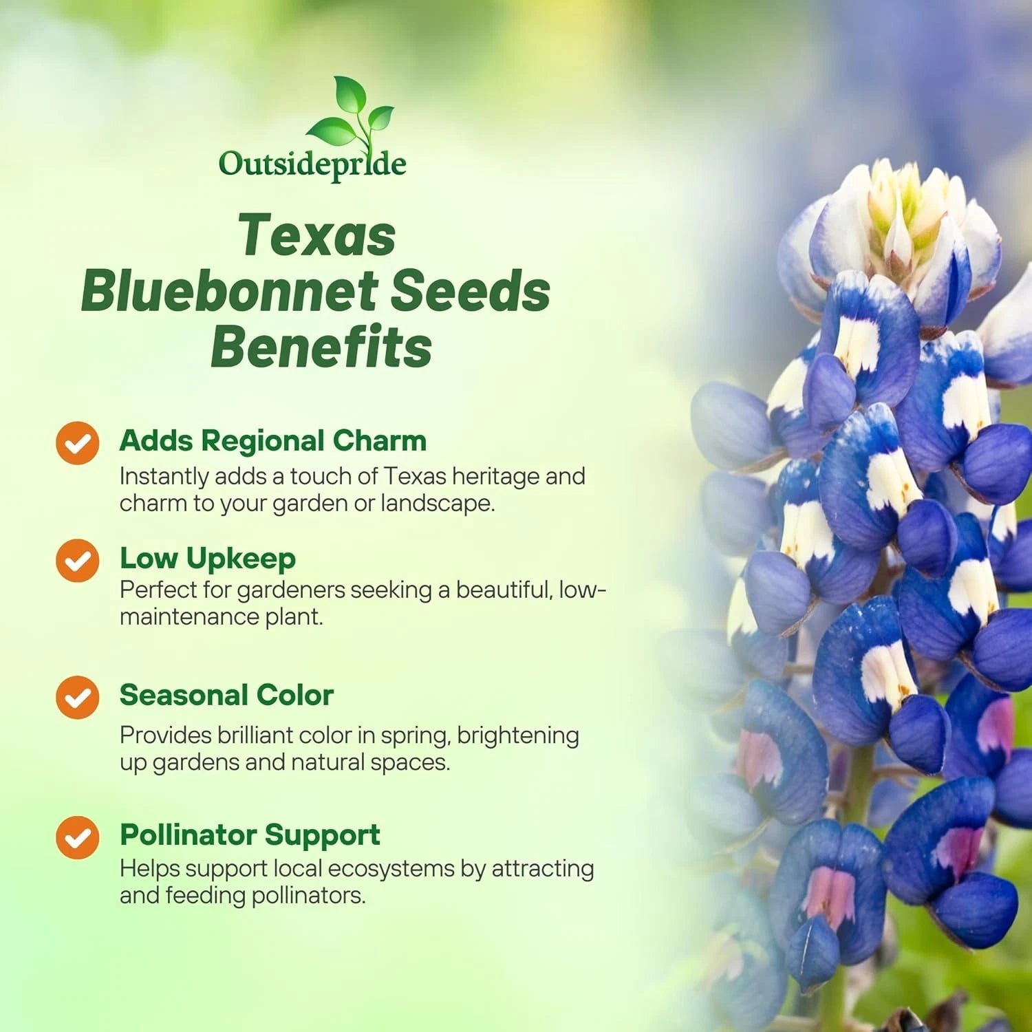 Texas Bluebonnet Seeds - Annual Lupinus Texensis Quality Drou – Heirloom, Non-GMO, High Germination Organic Garden Seeds