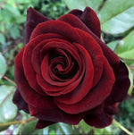 Black Magic Hybrid Tea Rose Seeds Pack Seeds Rose Flower Gardening heirloom non-GMO seeds