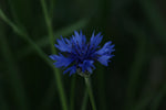 CENTAUREA CYANUS Seeds Black Cornflower shipping heirloom non-gmo seeds