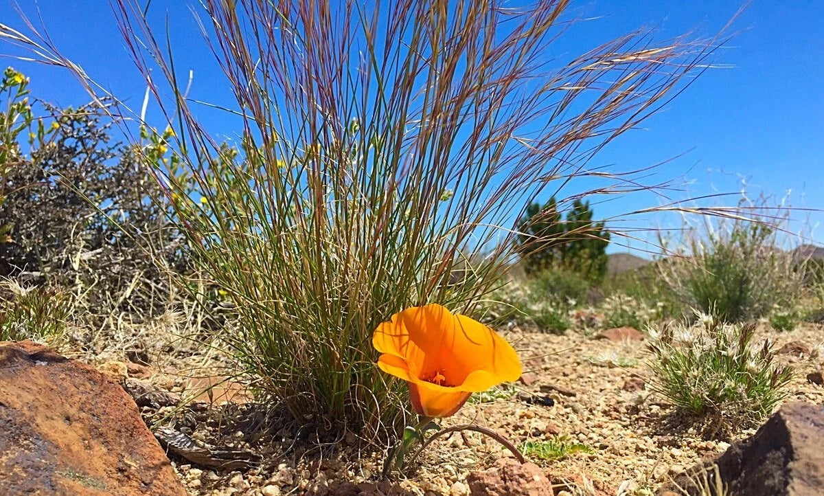 Calochortus kennedyi Desert Mariposa Lily seeds – Heirloom, Non-GMO, High Germination Organic Garden Seeds