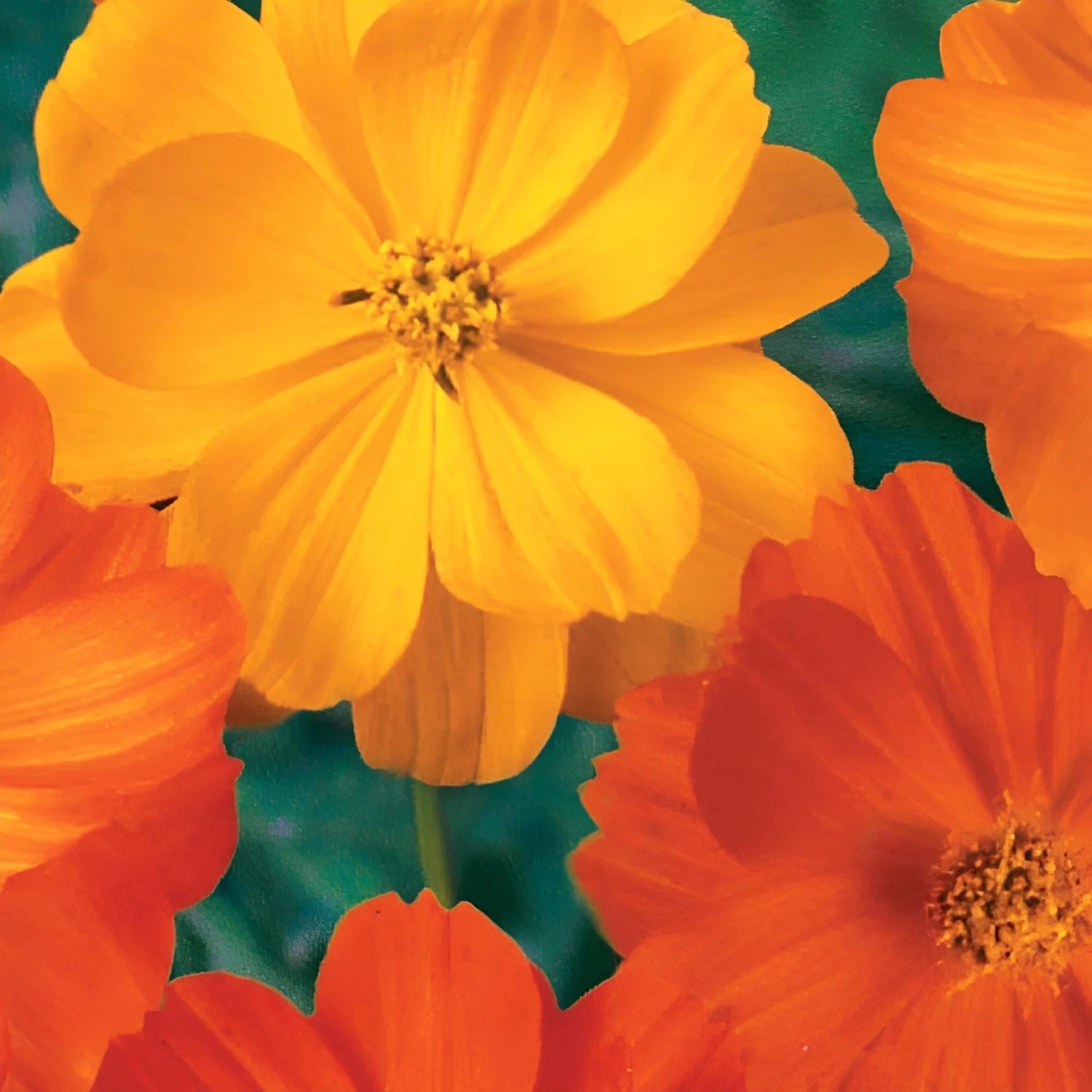 Bright Lights Cosmos Seeds Wildflower Blooming Mix – Heirloom, Non-GMO, High Germination Organic Garden Seeds