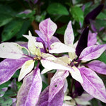 Blue Christmas Variegated Pepper Seeds heirloom non-gmo seeds