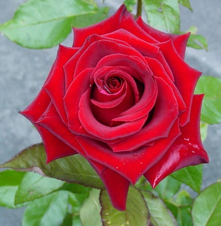 Black Magic Hybrid Tea Rose Seeds Pack Seeds Rose Flower Gardening Seeds – Heirloom, Non-GMO, High Germination Organic Garden Seeds