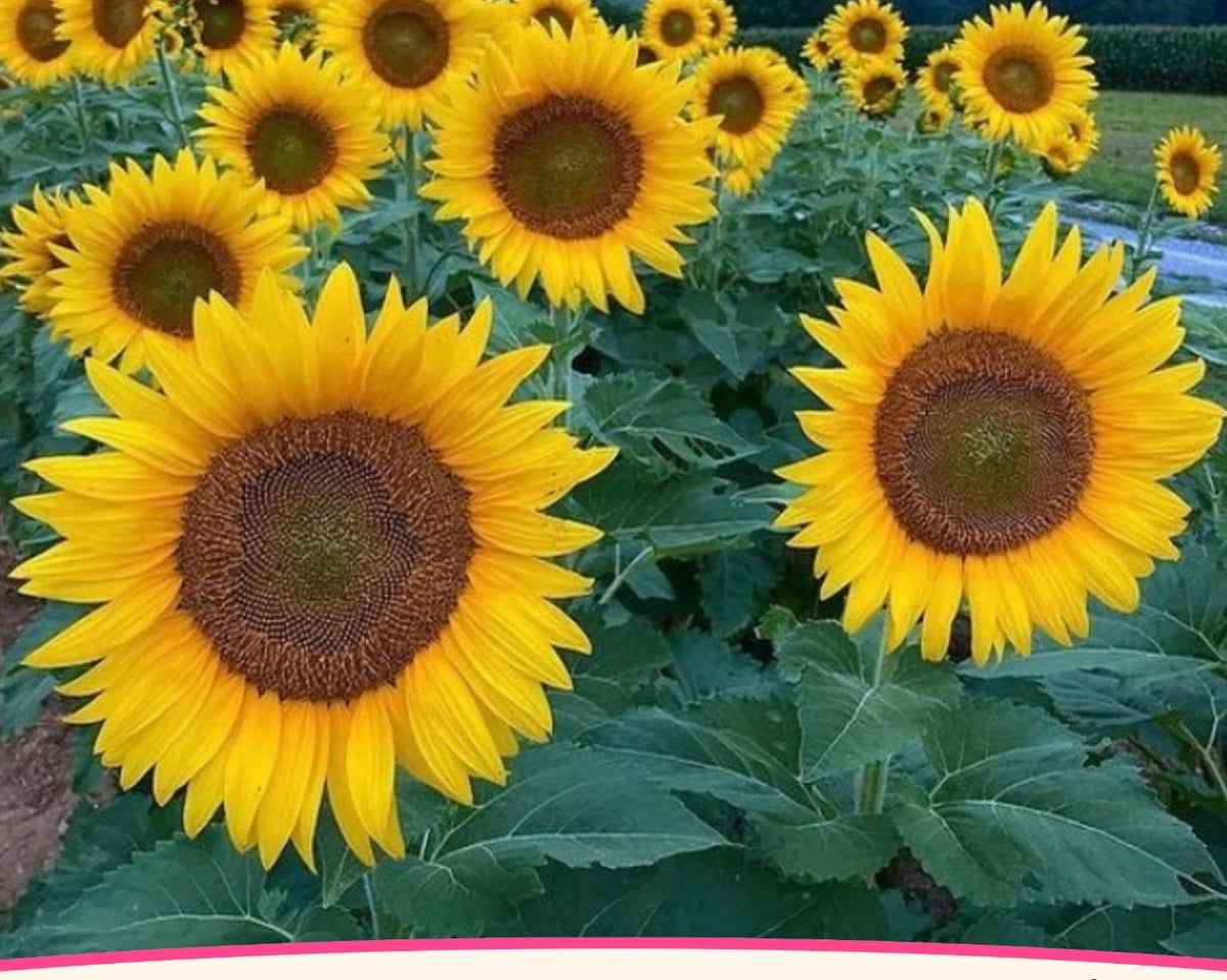Sunflower Seeds Black Oil Flower Garden Seed Helianthus annuus heirloom non-gmo seeds