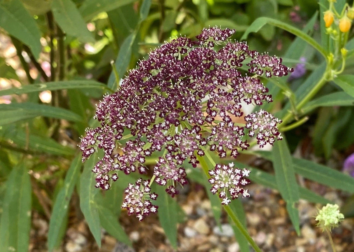 Dara Daucus Queen Anne s Lace seeds – Heirloom, Non-GMO, High Germination Organic Garden Seeds